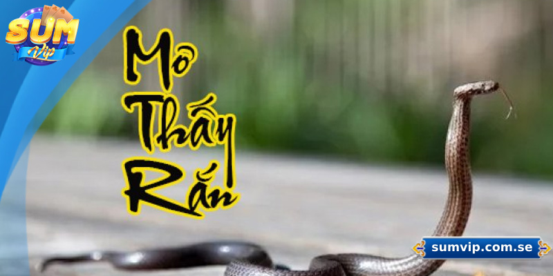 Mơ Thấy Rắn Là Điềm Gì? Giải Mã Chi Tiết Và Con Số May Mắn 2 Giải mã giấc mơ giết rắn