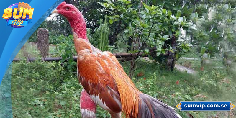 Cách Xem Tướng Gà Chọi - Bí Quyết Chọn Chiến Kê Dũng Mãnh 1 Tầm quan trọng của việc xem tướng gà chọi
